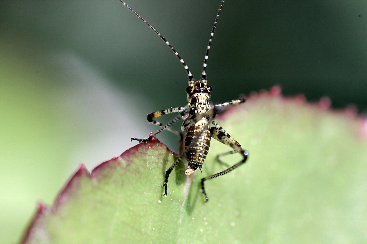 piccolo neanide da identificare